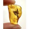 Amber 1,8g – Gdańsk, Poland