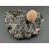 Thomsonite – Madhya Pradesh, India
