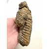 Trilobit 11,5cm – Hoher Atlas, Marokko