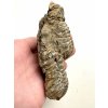 Trilobit 11,5cm – Hoher Atlas, Marokko