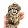 Trilobit 11,5cm – Hoher Atlas, Marokko