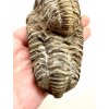 Trilobit 11,5cm – Hoher Atlas, Marokko
