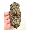 Trilobit 11,5cm – Hoher Atlas, Marokko