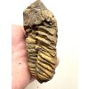 Trilobit 8cm – Velký Atlas, Maroko