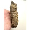 Trilobit 8cm – Velký Atlas, Maroko