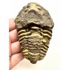 Trilobit 8cm – Velký Atlas, Maroko