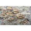 Trilobite Ellipsocephalus hoffi – Jince, CZ