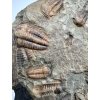 Trilobit Ellipsocephalus hoffi – Jince, ČR