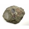 Trilobit Ellipsocephalus hoffi – Jince, ČR