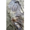 Trilobit Ellipsocephalus hoffi – Jince, CZ