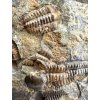 Trilobite Ellipsocephalus hoffi – Jince, CZ