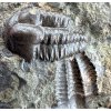 Trilobit Ellipsocephalus hoffi – Jince, ČR