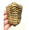 Trilobit – Hoher Atlas, Marokko