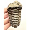 Trilobite – Grand Atlas, Morocco