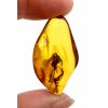 Insects in amber – Lithuania – 3g