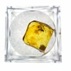 Insects in amber in a box with magnifying glass – Lithuania