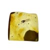 Insects in amber in a box with magnifying glass – Lithuania