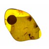 Insects in amber in a box with magnifying glass – Lithuania