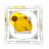Insects in amber in a box with magnifying glass – Lithuania