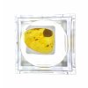 Insects in amber in a box with magnifying glass – Lithuania