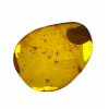 Insects in amber in a box with magnifying glass – Lithuania