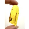 Insects in amber – Lithuania – 5g