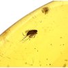 Insects in amber – Lithuania – 5g