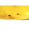 Insects in amber – Lithuania – 4g