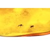 Insects in amber – Lithuania – 4g