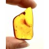 Insects in amber – Lithuania – 4g