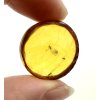 Insects in amber – Lithuania – 3g