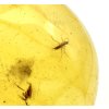 Insects in amber – Lithuania – 3g