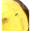 Insekten im Bernstein – Litauen – 3g