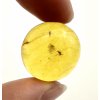 Insects in amber – Lithuania – 3g