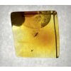 Insects in amber in a box with magnifying glass – Lithuania