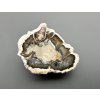 Zkamenělé dřevo "Araukarit" 3,8cm – Madagaskar
