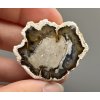 Petrified wood "Araucarite" 3,7cm – Madagascar