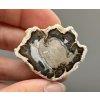 Petrified wood "Araucarite" 3,7cm – Madagascar