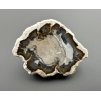 Zkamenělé dřevo "Araukarit" 3,7cm – Madagaskar