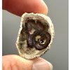 Versteinertes Holz "Araukarit" 2,5cm – Madagaskar