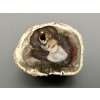 Versteinertes Holz "Araukarit" 2,5cm – Madagaskar