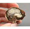 Zkamenělé dřevo "Araukarit" 3,7cm – Madagaskar
