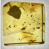 Insects in amber in a box with magnifying glass – Lithuania