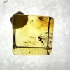 Insects in amber in a box with magnifying glass – Lithuania