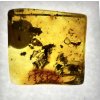 Insects in amber in a box with magnifying glass – Lithuania