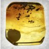 Insekten in Bernstein in einer Schachtel mit Vergrößerungsglas – Litauen