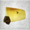 Insects in amber in a box with magnifying glass – Lithuania