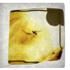 Insects in amber in a box with magnifying glass – Lithuania