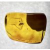 Insects in amber in a box with magnifying glass – Lithuania