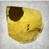Insects in amber in a box with magnifying glass – Lithuania